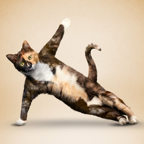 Funny cat doing yoga poses on Craiyon