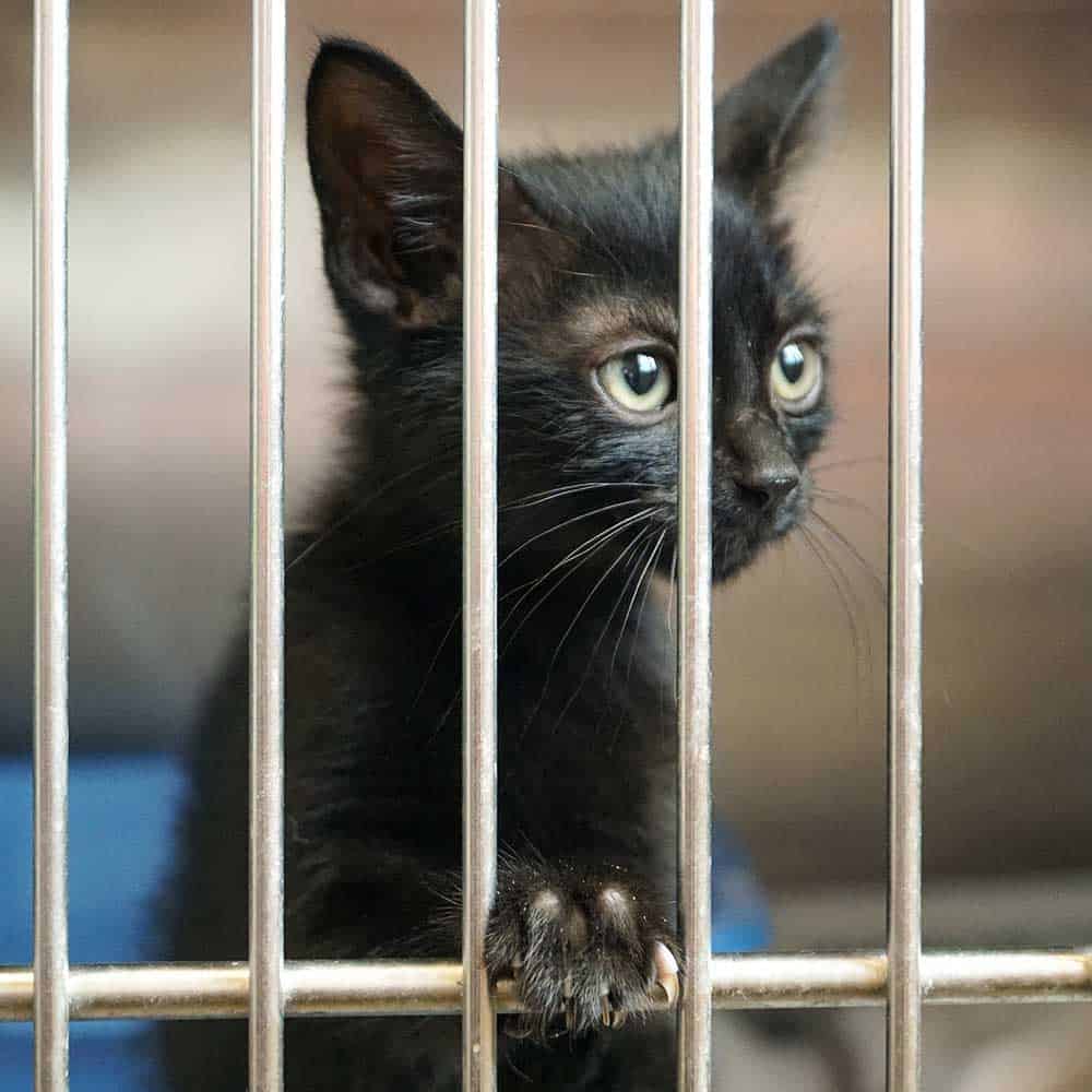 kitten in a shelter cage