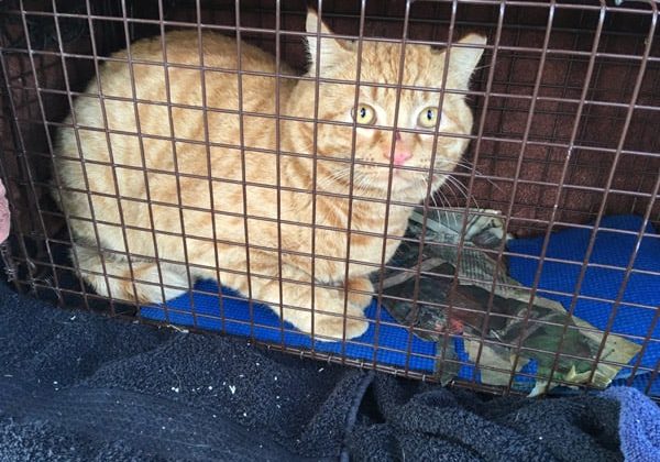 feral cat caught in humane trap