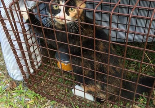 feral cat caught in humane trap